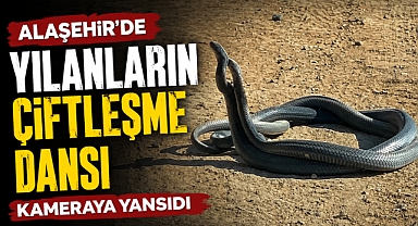 Alaşehir’de Yılanların Dansı Kameraya Yansıdı