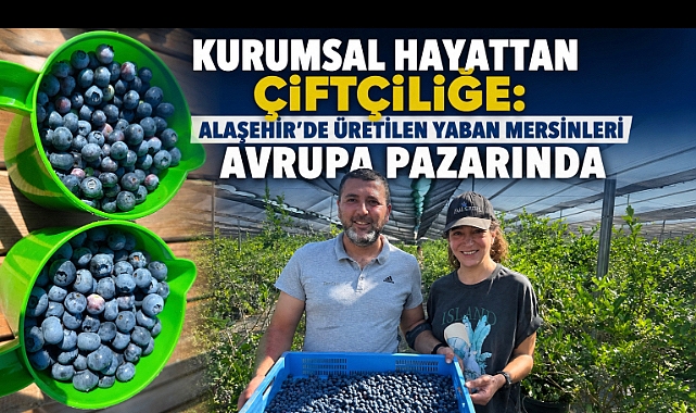 Alaşehir'den Dünyaya Uzanan Başarı Hikâyesi: Yaban Mersini İhracatı 7 Ülkeye Ulaştı