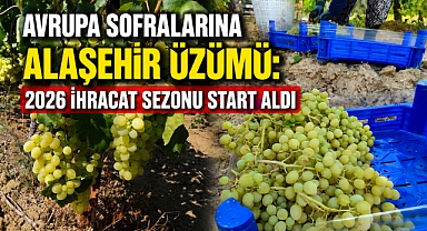 Alaşehir Bağlarında Hasat Hareketliliği: Üzümler Avrupa Yolcusu