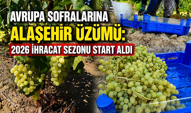 Alaşehir Bağlarında Hasat Hareketliliği: Üzümler Avrupa Yolcusu