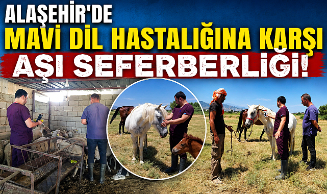Alaşehir'de Mavi Dil Hastalığına Karşı Seferberlik: Aşılama Çalışmaları Aralıksız Sürüyor