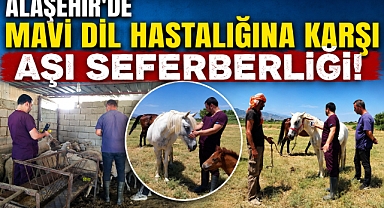 Alaşehir'de Mavi Dil Hastalığına Karşı Seferberlik: Aşılama Çalışmaları Aralıksız Sürüyor